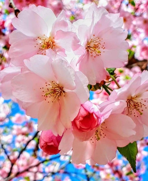 اسانس شکوفه گیلاس