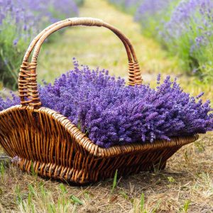 اسانس اسطوخودوس