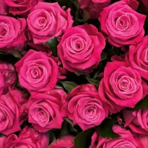 اسانس گل محمدی